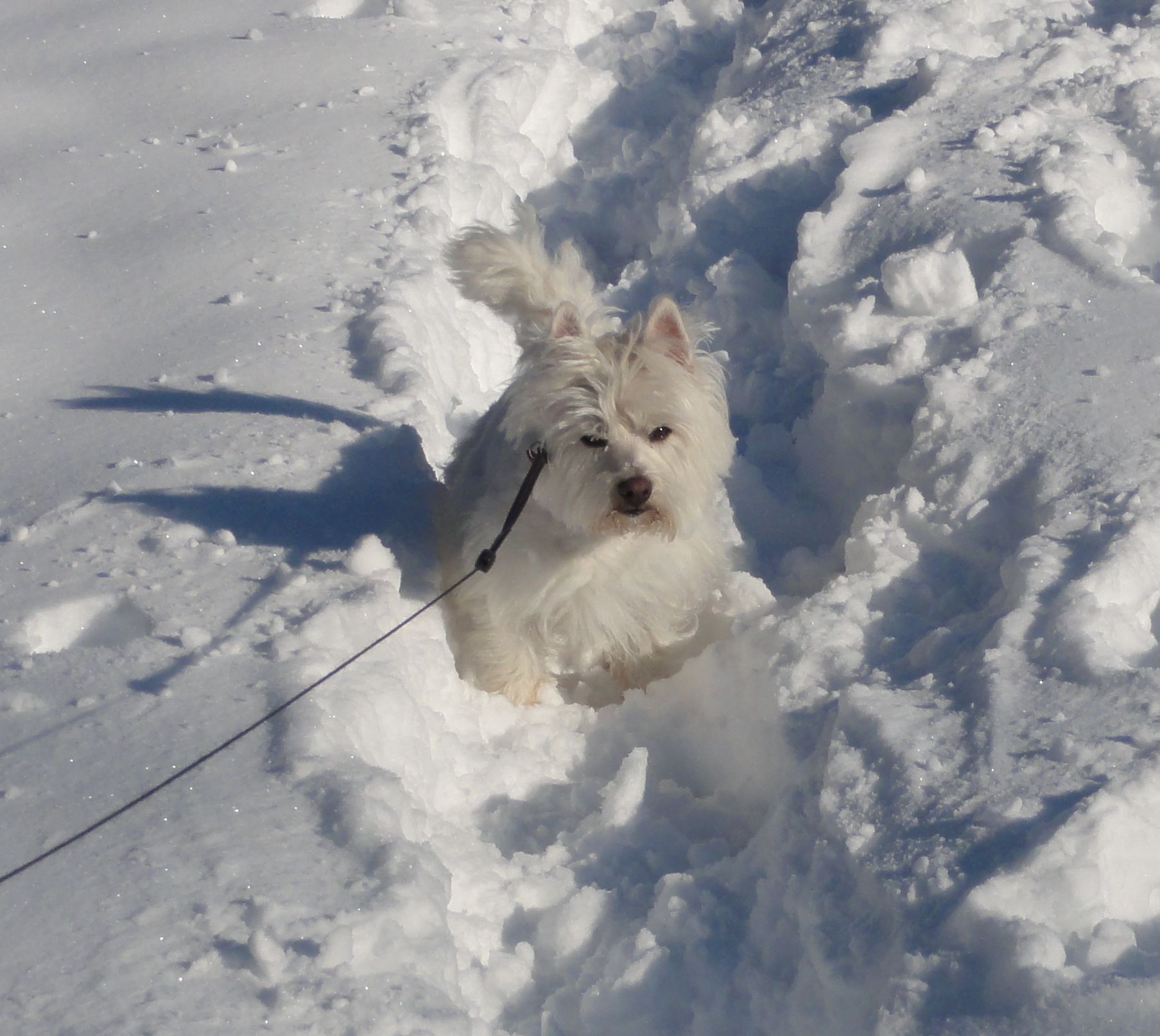 snow dog